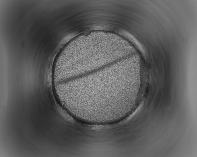 X0000087060938200705161009