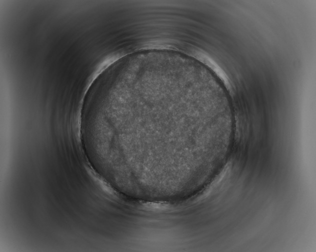 X0000087060994200705161008