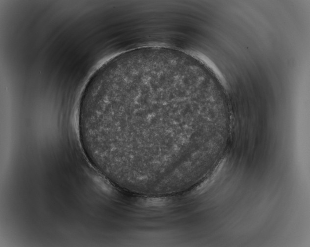 X0000087061035200705161008