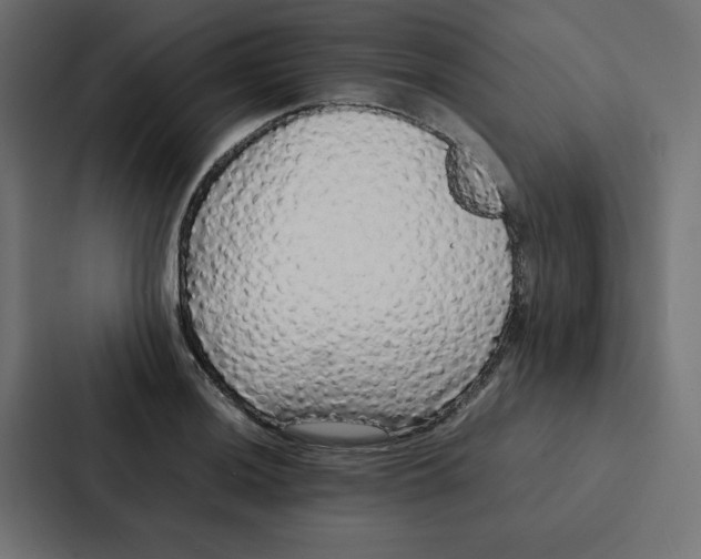 X0000087061036200705161008