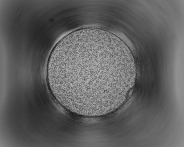 X0000087061044200705161008