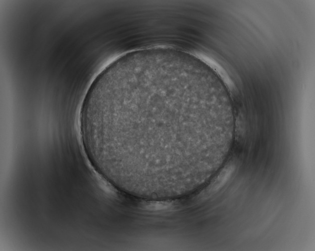 X0000087061047200705161008