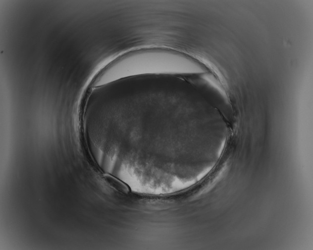 X0000087061077200705161007