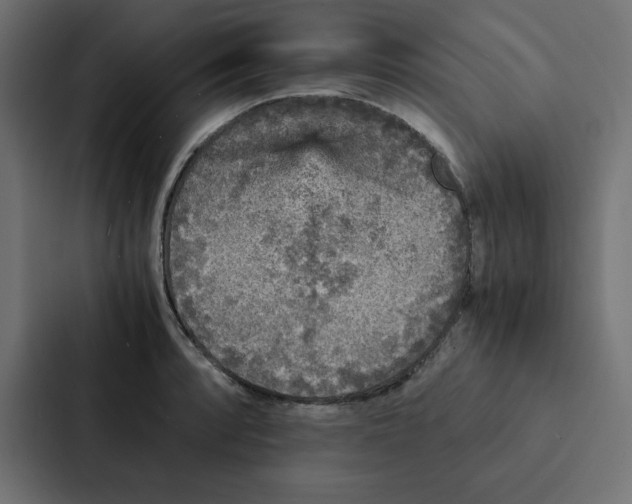 X0000087061088200705161007