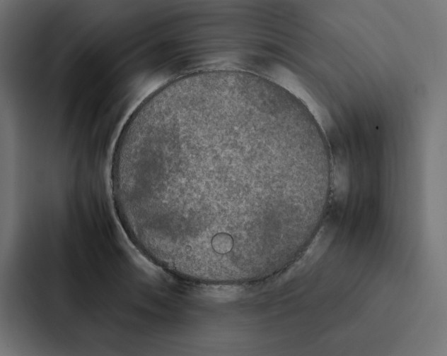 X0000087061090200705161007