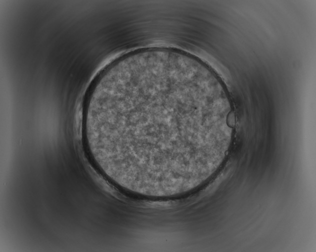 X0000087061126200705161006