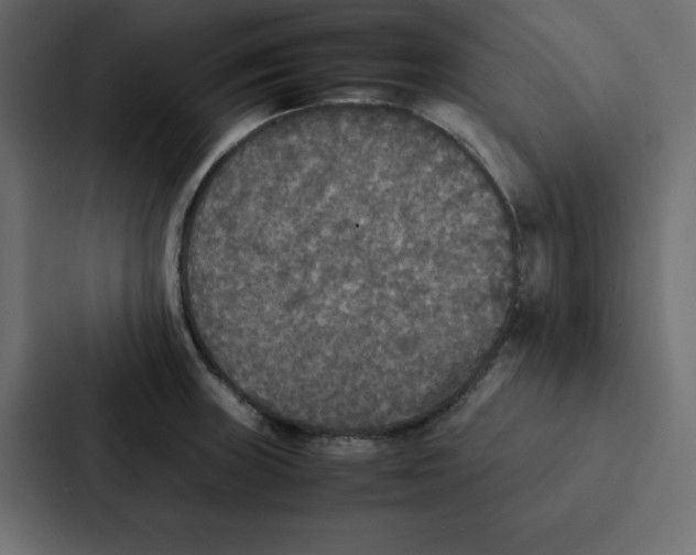 X0000087061235200705161005