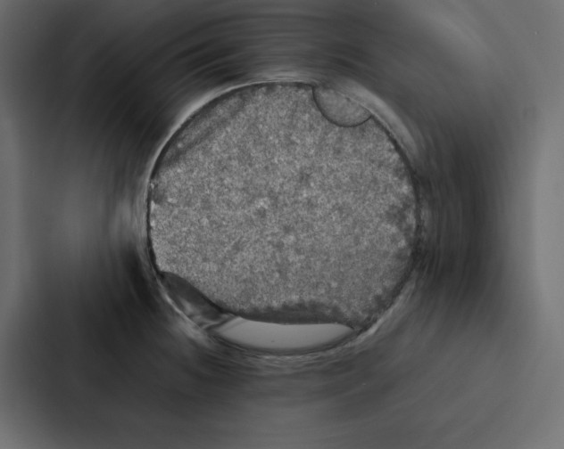 X0000087061236200705161005