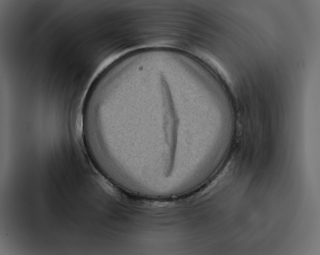 X0000087061324200705161004