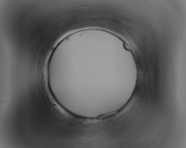 X0000087061526200705161001