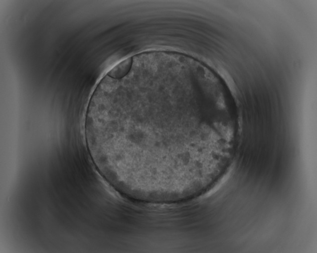 X0000087061529200705161001