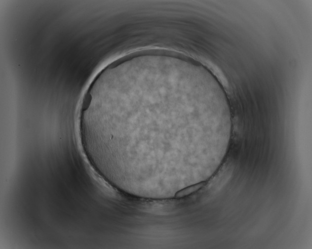 X0000087061530200705161001