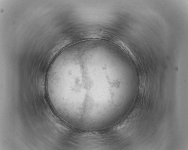 X0000087310386200705041655