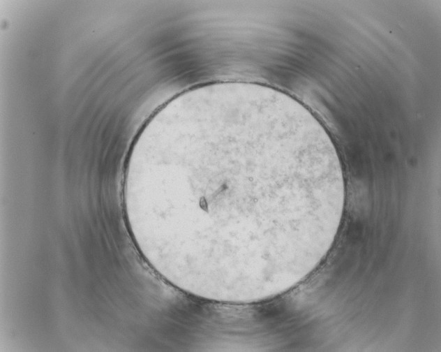 X0000087310856200705041647