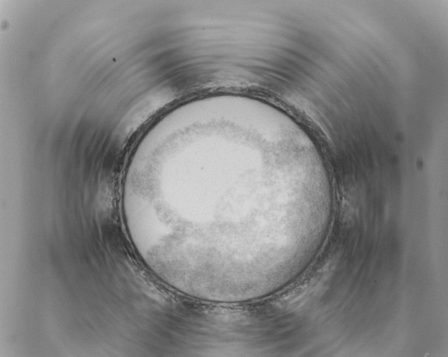 X0000087310874200705041647