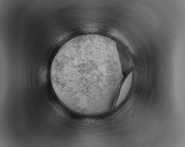 X0000087310596200705112118