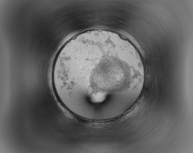 X0000087311245200705112110