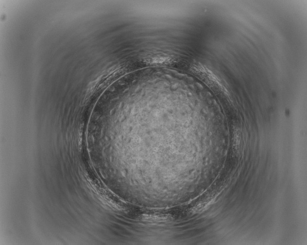 X0000087320545200704271430