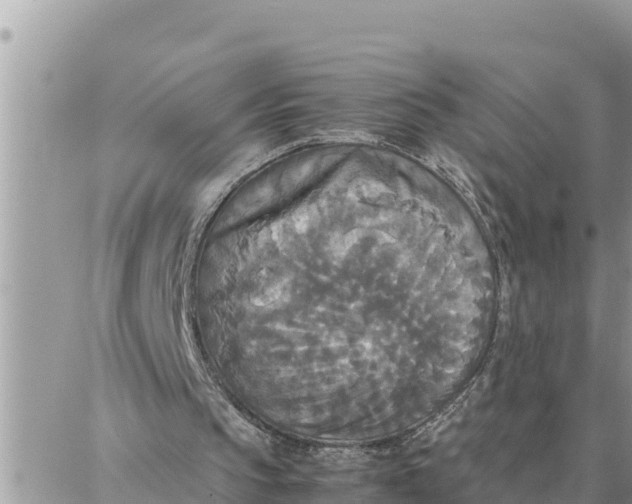 X0000087320145200705041723