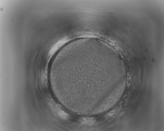 X0000087320296200705041721