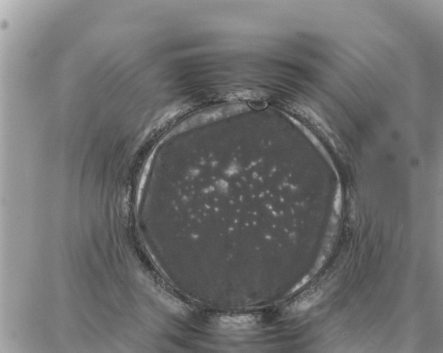 X0000087320357200705041720