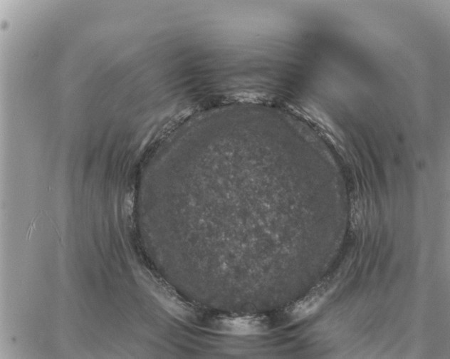 X0000087320365200705041720