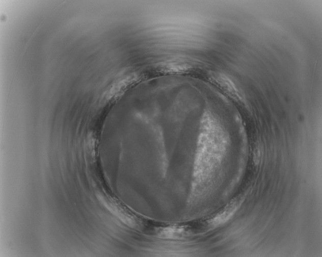 X0000087320366200705041720