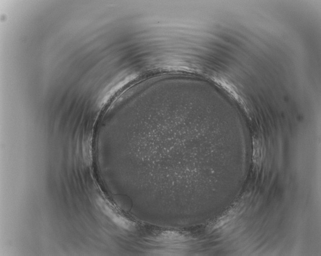 X0000087320390200705041720