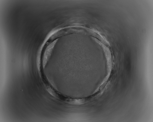 X0000087320056200705112145