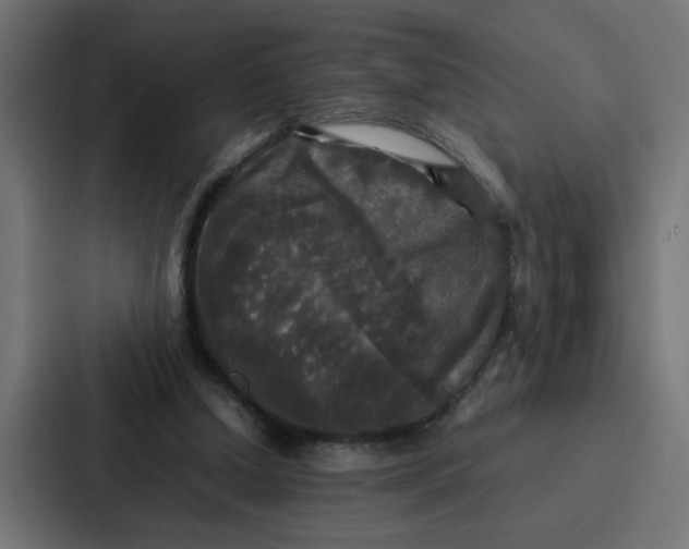 X0000087320250200705112142