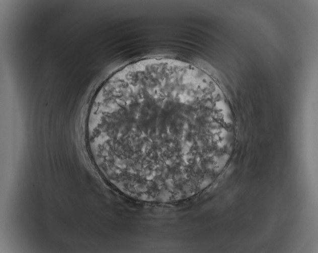 X0000087320337200705112141