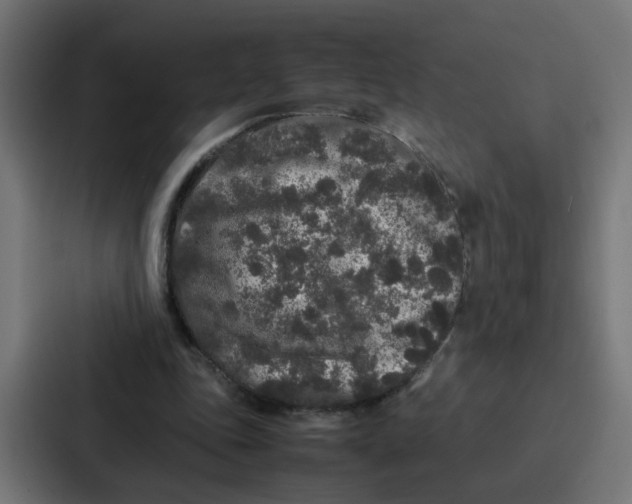 X0000087320343200705112141