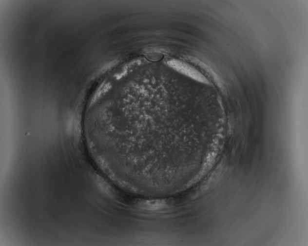 X0000087320353200705112141