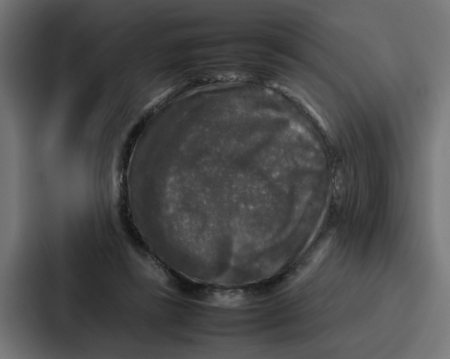 X0000087320355200705112141