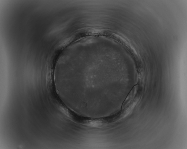 X0000087320462200705112140