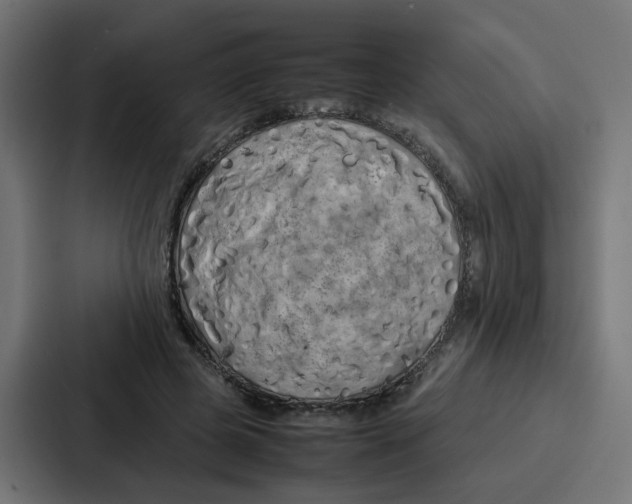 X0000087320545200705112139