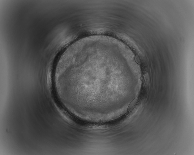 X0000087320638200705112138