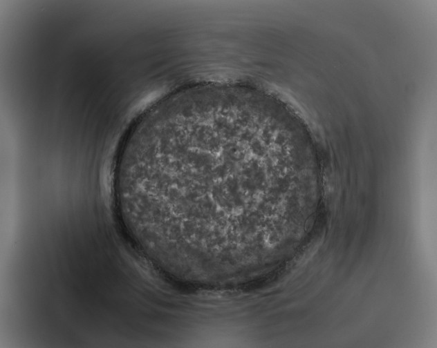 X0000087320679200705112137