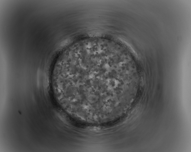 X0000087320687200705112137