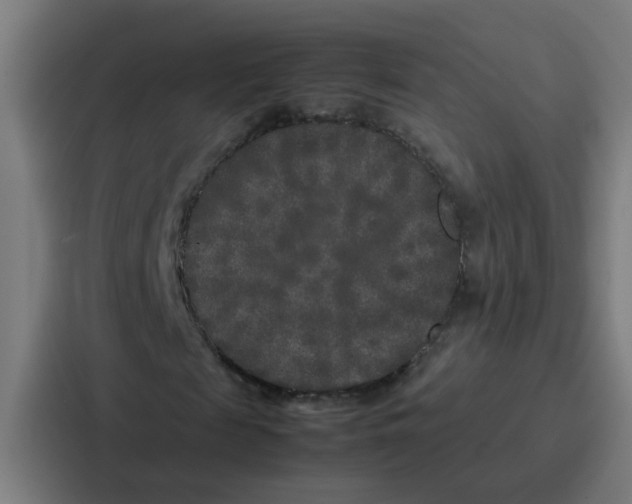 X0000087320817200705112135