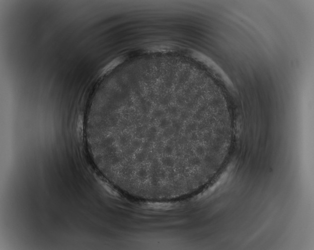 X0000087320825200705112135