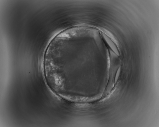 X0000087320863200705112135