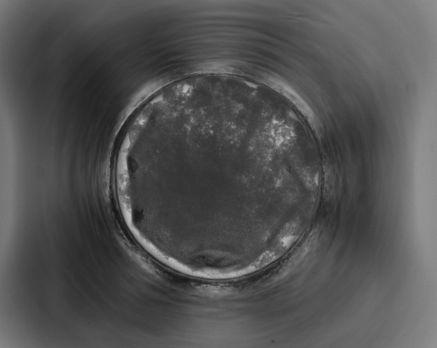 X0000087320994200705112133