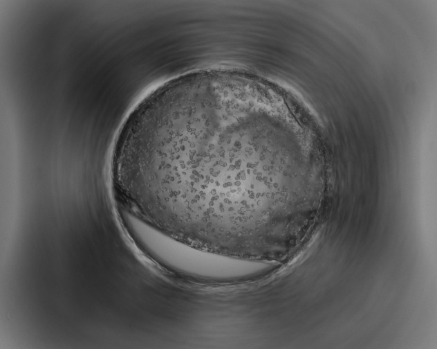 X0000087321038200705112133