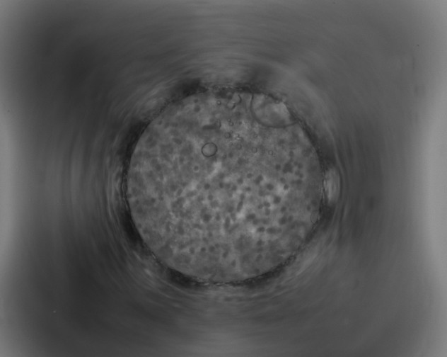 X0000087321059200705112132