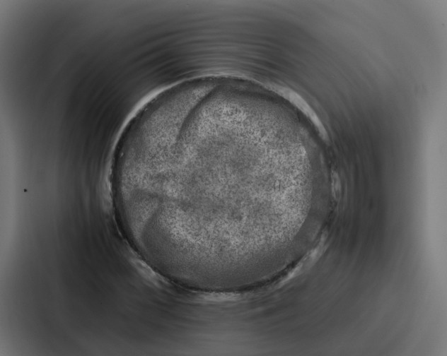 X0000087321068200705112132