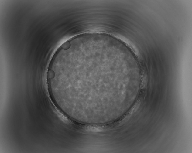 X0000087321086200705112132