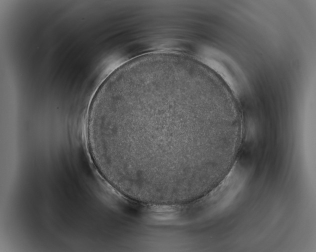 X0000087321338200705112129