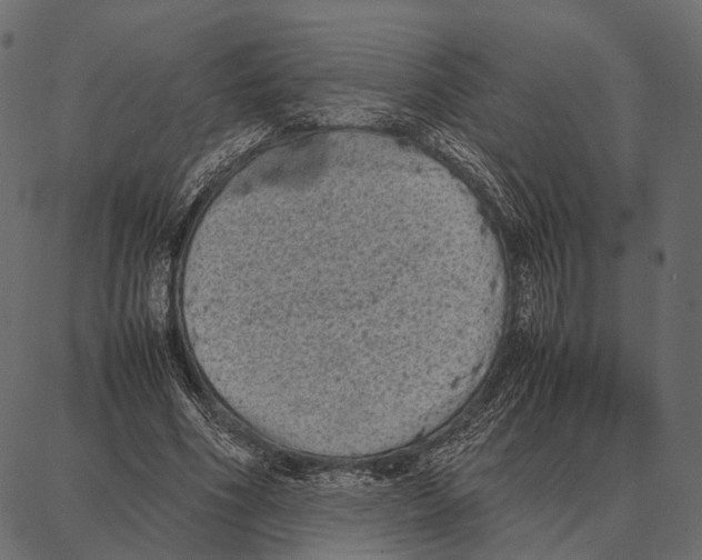 X0000087320586200705181013