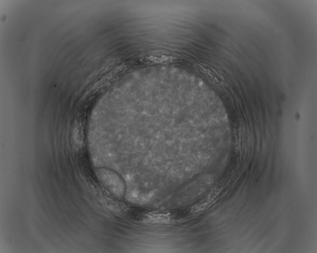 X0000087320606200705181013